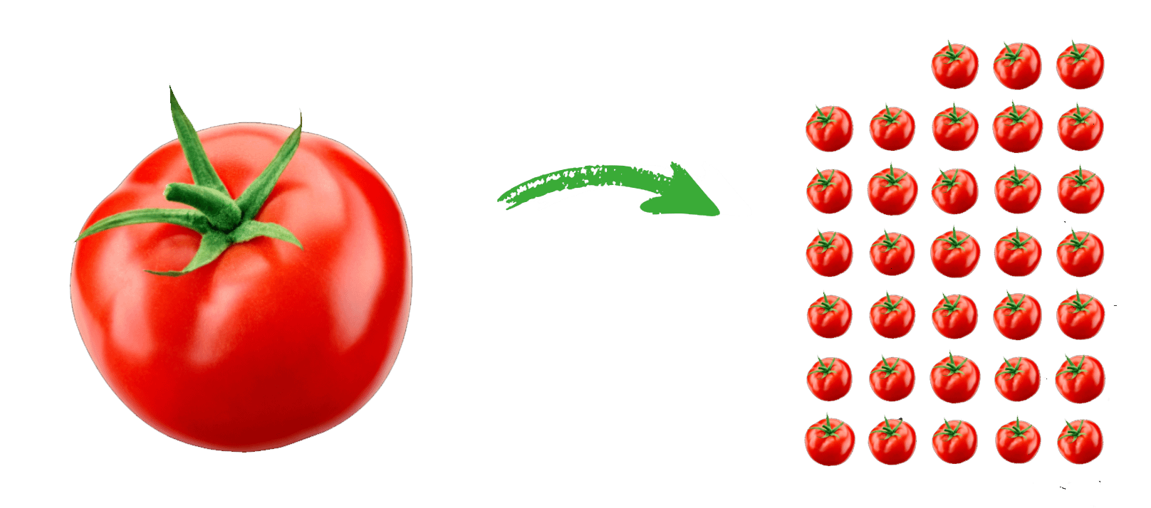 Nährstoffvergleich Tomate