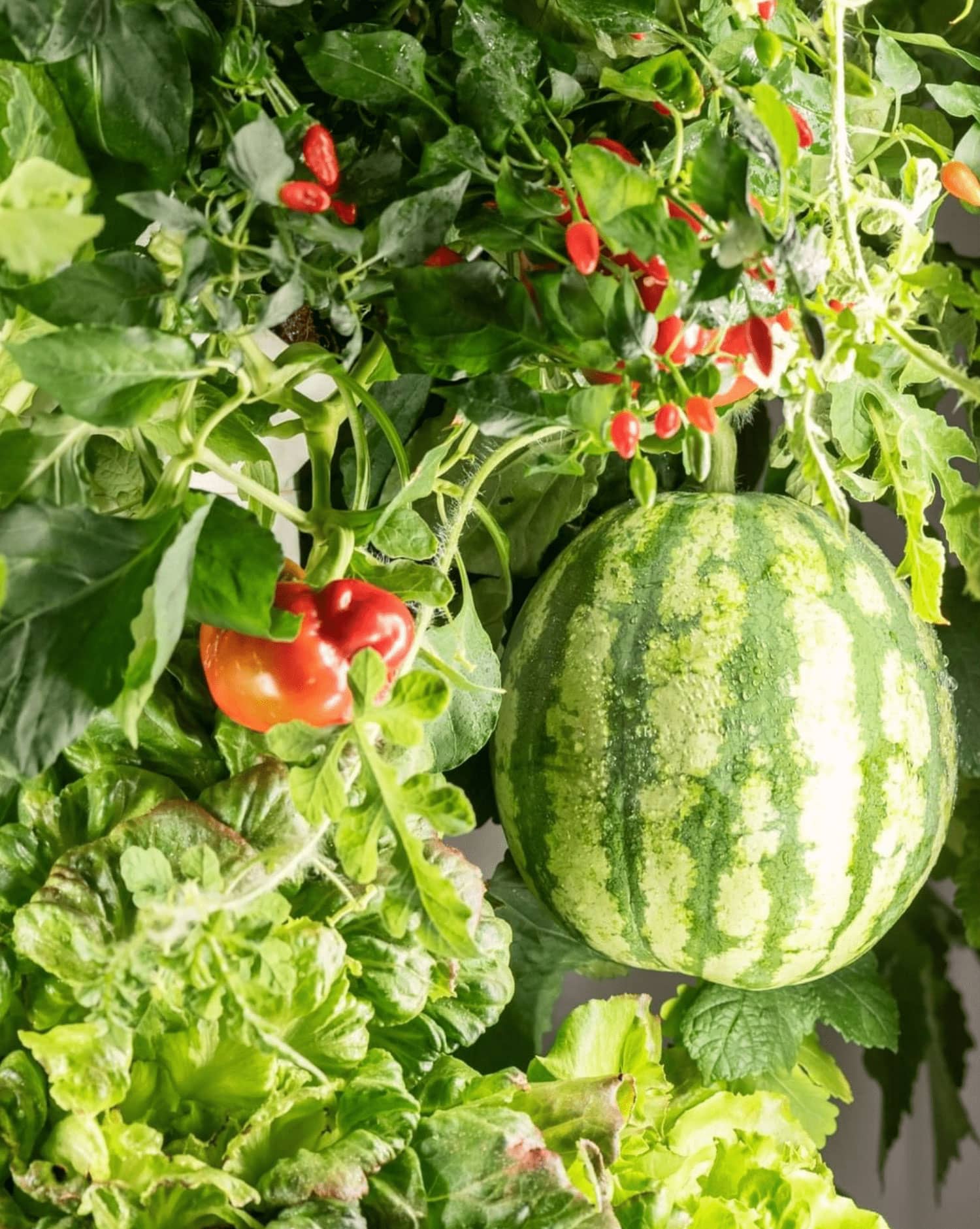 melone