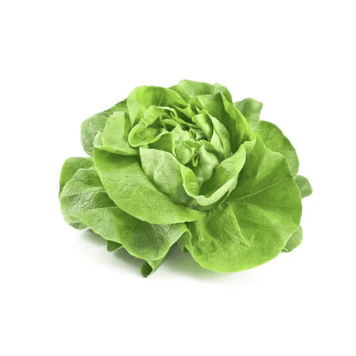Kopfsalat Casey