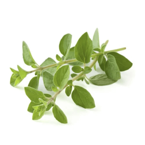 oregano