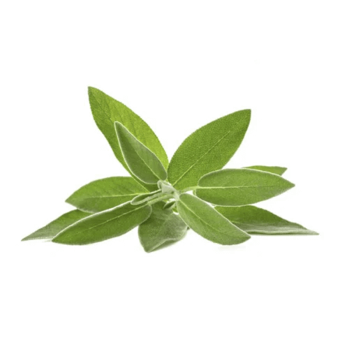 salbei