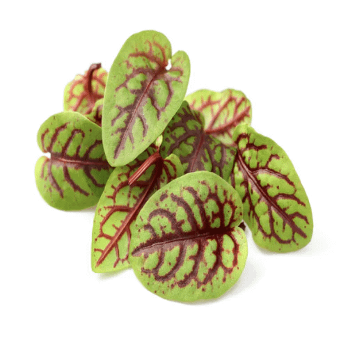 sauerampfer rot