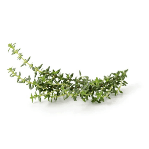 thymian