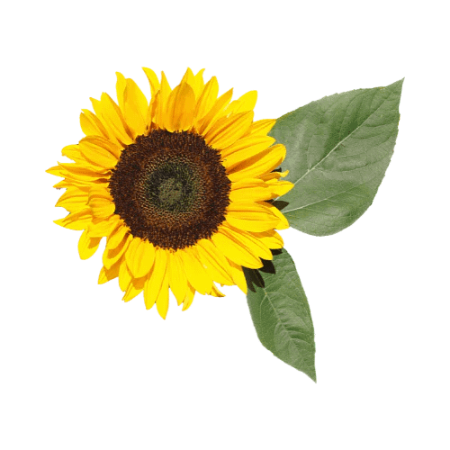 zwergsonnenblume